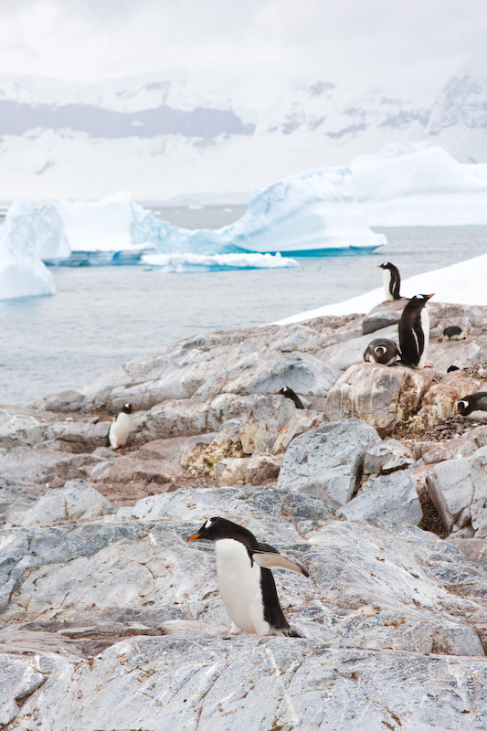 Gentoo Penguins